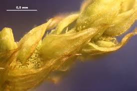 Attēlu rezultāti vaicājumam “Abietinella abietina”