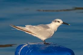 Attēlu rezultāti vaicājumam “Sterna sandvicensis”