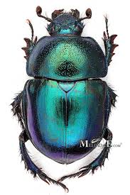 Attēlu rezultāti vaicājumam “Trypocopris vernalis”