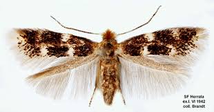 Attēlu rezultāti vaicājumam “Bucculatricidae”