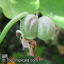 Attēlu rezultāti vaicājumam “Tropaeolum majus bud”