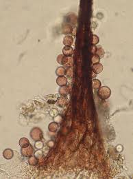 Attēlu rezultāti vaicājumam “Amaurochaete sp.”