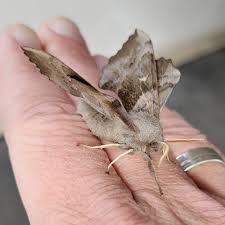 Attēlu rezultāti vaicājumam “Laothoe populi imago”