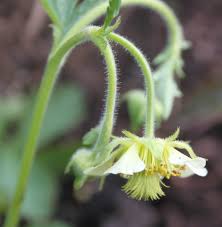 Attēlu rezultāti vaicājumam “Geum x intermedium flower”
