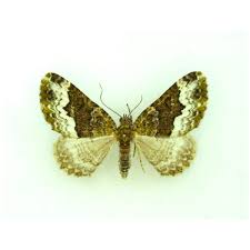 Attēlu rezultāti vaicājumam “Eulithis prunata”