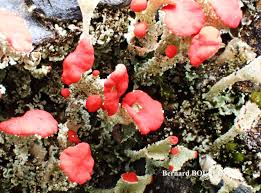 Attēlu rezultāti vaicājumam “Cladonia coccifera”