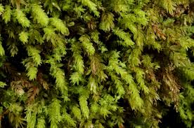 Attēlu rezultāti vaicājumam “Pohlia cruda”