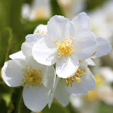 Attēlu rezultāti vaicājumam “Philadelphus coronarius flower”