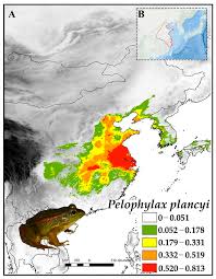 Attēlu rezultāti vaicājumam “Pelophylax juvenile”