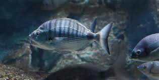 Image result for Diplodus puntazzo