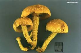 Attēlu rezultāti vaicājumam “Pholiota flammans”