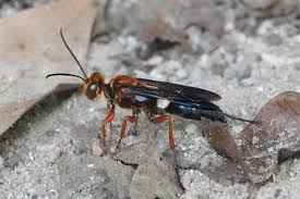 Attēlu rezultāti vaicājumam “Neocudoniella albiceps”