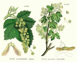 Attēlu rezultāti vaicājumam “Acer pseudoplatanus fo. purpurascens flower”