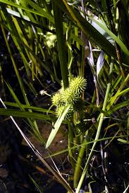 Attēlu rezultāti vaicājumam “Sparganium neglectum fruit”