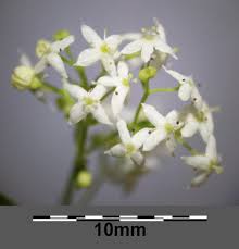 Attēlu rezultāti vaicājumam “Galium album flower”