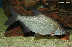 Image result for Blicca bjoerkna