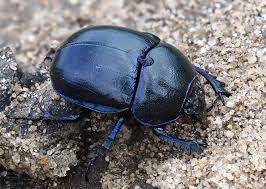 Attēlu rezultāti vaicājumam “Trypocopris vernalis”