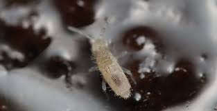 Attēlu rezultāti vaicājumam “Heteromurus nitidus”