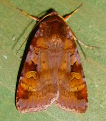 Attēlu rezultāti vaicājumam “Diarsia brunnea”