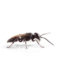 Attēlu rezultāti vaicājumam “Ancistrocerus sp. male”