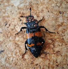 Attēlu rezultāti vaicājumam “Nicrophorus investigator”