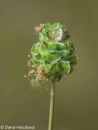 Image result for Sanguisorba minor