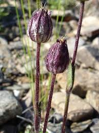Attēlu rezultāti vaicājumam “Silene tatarica bud”