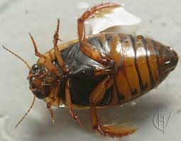 Attēlu rezultāti vaicājumam “Rhantus frontalis”