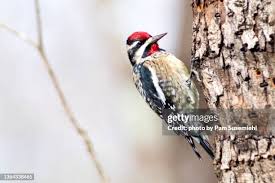 Image result for Sphyrapicus varius