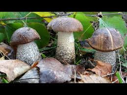 Attēlu rezultāti vaicājumam “Leccinum melaneum”