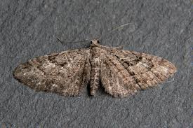 Attēlu rezultāti vaicājumam “Eupithecia pusillata”