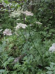 Attēlu rezultāti vaicājumam “Peucedanum palustre leaf”