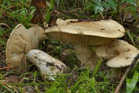Image result for macrocybe titans