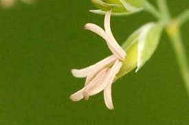 Attēlu rezultāti vaicājumam “Poa nemoralis leaf”