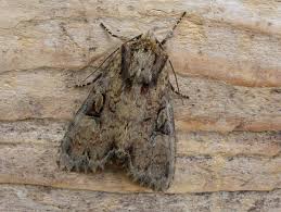 Attēlu rezultāti vaicājumam “Apamea epomidion”