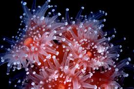 Attēlu rezultāti vaicājumam “Anemone”