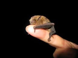 Attēlu rezultāti vaicājumam “Pipistrellus pygmaeus”