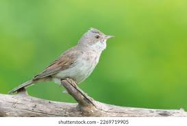 Attēlu rezultāti vaicājumam “Sylvia communis”