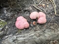 Attēlu rezultāti vaicājumam “Amaurochaete atra”