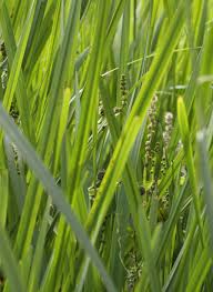 Attēlu rezultāti vaicājumam “Sparganiaceae”