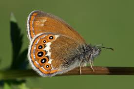 Attēlu rezultāti vaicājumam “Coenonympha hero”
