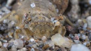 Attēlu rezultāti vaicājumam “Geocrypta galii larva”