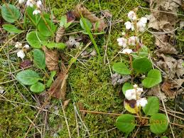 Attēlu rezultāti vaicājumam “Pyrola rotundifolia leaf”