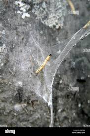 Attēlu rezultāti vaicājumam “Yponomeuta evonymella larva”