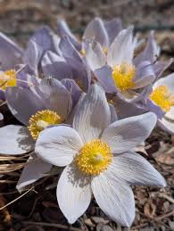 Attēlu rezultāti vaicājumam “Pulsatilla patens fruit”