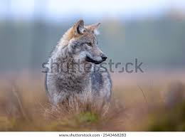 Attēlu rezultāti vaicājumam “Canis lupus”