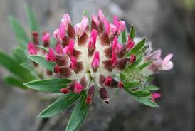 Image result for Anthyllis vulneraria rubra