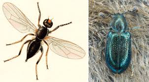 Attēlu rezultāti vaicājumam “Necrobia violacea”