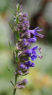 Attēlu rezultāti vaicājumam “Hyssopus officinalis”