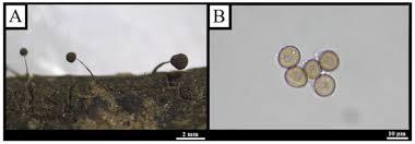 Attēlu rezultāti vaicājumam “Didymium serpula spores”